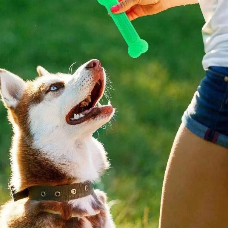 Training Clicker Dog - Juguete para masticar hueso de perro